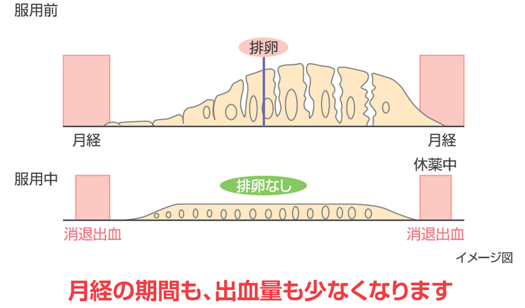 ルナベルの作用ポイント②